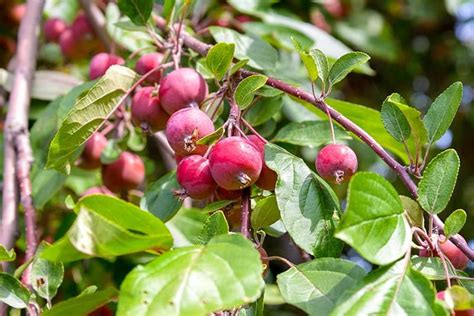 With apples, all except the biggest fruit in a bunch can be removed by hand picking. Crabapples - All You Need To Know (Types, Care, Recipes ...