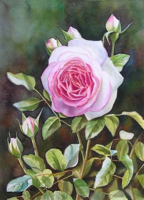 Eden Rose Painting In Watercolor Pierre De Ronsard Rosengemälde Aquarell