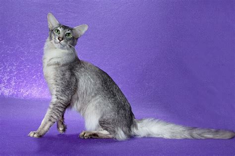 Oriental Longhair Cat Breed Size Appearance And Personality