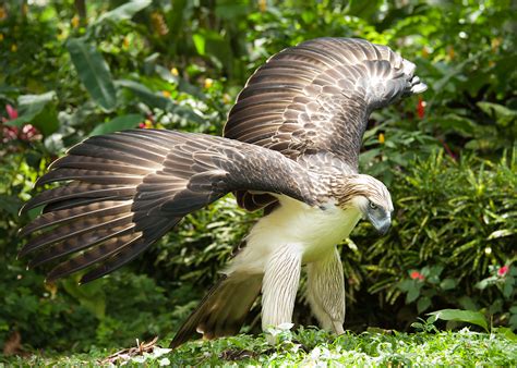 Philippine Eagle 10 Biggest Eagles In The World