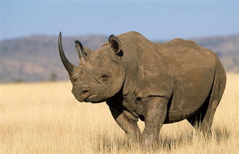 Black Rhinoceros The Biggest Animals Kingdom
