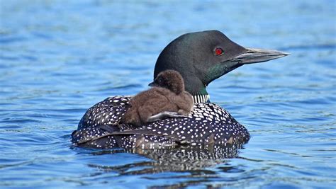 Maine loon count steady despite slight drop from prior year