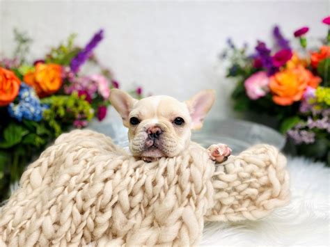 They can be very uncomfortable and painful many people agree that french bulldog barking is one of the most hilarious sounds their snouts produce. French Bulldog-DOG-Male-Blue-2866237-The Barking Boutique