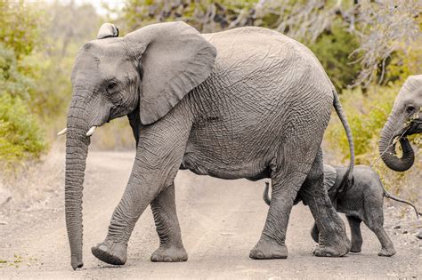 Elephant Information, Facts, Pictures & Video Learn More Big 5 Info