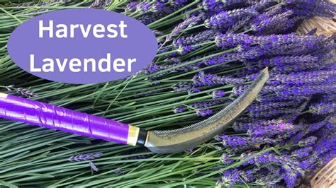 Growing Lavender Quick Way To Harvest Lavender Youtube
