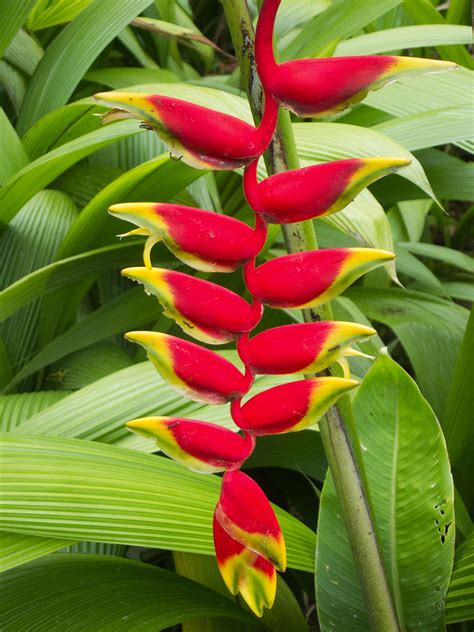 False-bird-of-paradise | False-bird-of-paradise (Heliconia r… | Flickr
