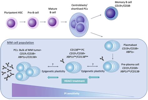 Schematic Representation Of Normal Plasma Cell Differentiation And Mm
