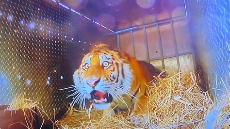 Tigers Shocked Reaction After Being Freed In The Wild Sparks Laughter
