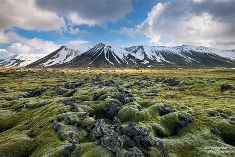 Moss Covered Lava In Iceland News Synnatschke Photography