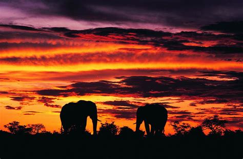 Elephant Sunset Heritage Tours And Safaris