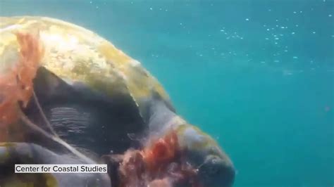 Watch Sea Turtle Seen Feasting On Massive Jellyfish By Center For