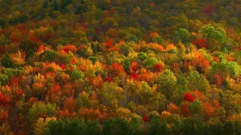 Ny Fall Foliage Bing Wallpaper Download