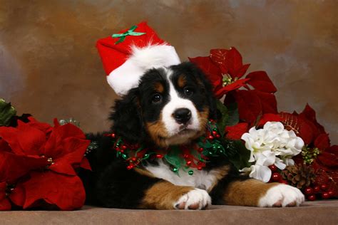 Christmas Dogs Wallpapers Wallpaper Cave