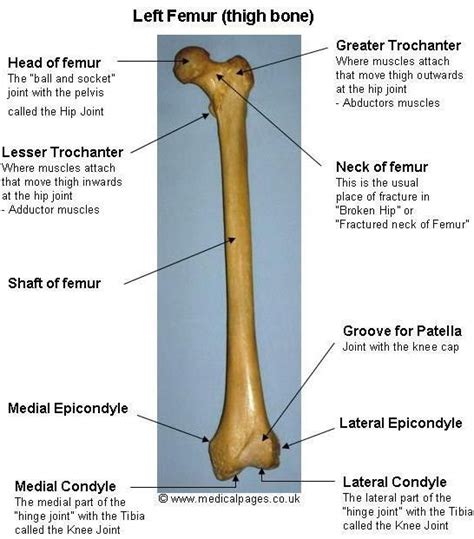 Femur The Femur The Longest And Strongest Bone In The Skeleton Is