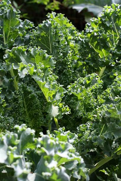 Kale Garden Growing Vegetables Harvest Resolution Fast