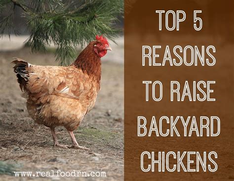 A backyard chickens 101 crash course of sorts. Top 5 Reasons to Raise Backyard Chickens