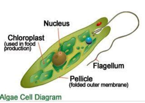 Differences Between Algae And Fungi