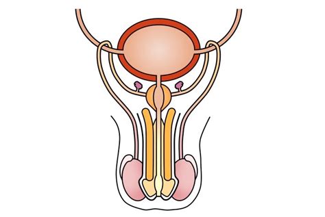 Diagram Male Reproductive System Diagram Unlabeled Mydiagram Online