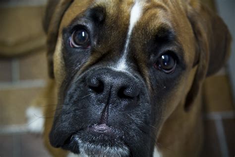 Boxer Dog Luke Price Flickr