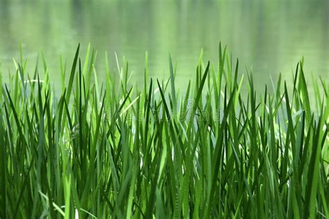 Green Reed Stock Image Image Of Greenery Format Nature 95178271