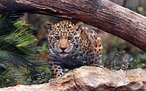 Animals Jaguar Predator Wild Cat U For Mobile Phones 5200x3250 13
