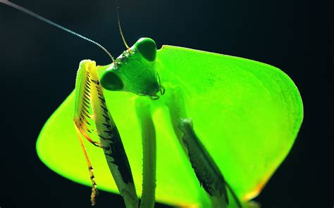 Close Up Photography Of Praying Mantis Hd Wallpaper Wallpaper Flare