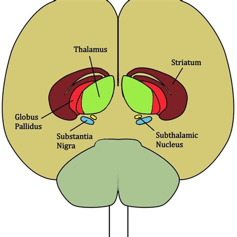 1 Approximate Location Of The Basal Ganglia Shown In Red In The Centre