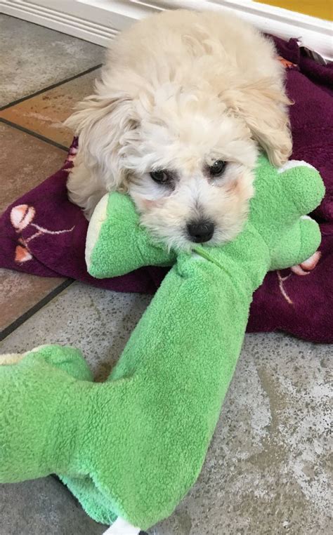 Sully is a beautiful male teddy bear puppy for sale in wisconsin! Pin by Debbie Fetzner on Malte-poo Teddy Bear my puppy ...