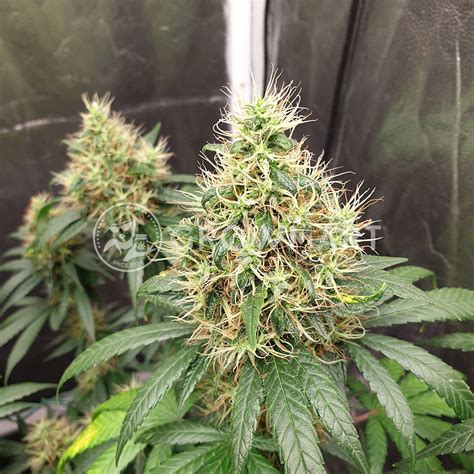 Big Buddha Seeds Buddha Haze Feminizované Semínka Konopí Growmartcz