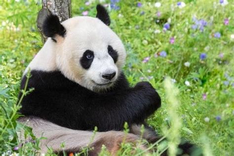 Xi Welcomes Birth Of Panda Cub In Dutch Zoo Cn