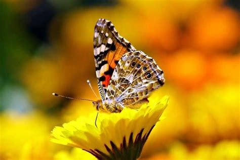 5 Reasons Why Butterflies Are Important And How To Help Wildlife Informer