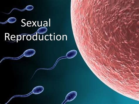 Sexual Reproduction Ppt Download