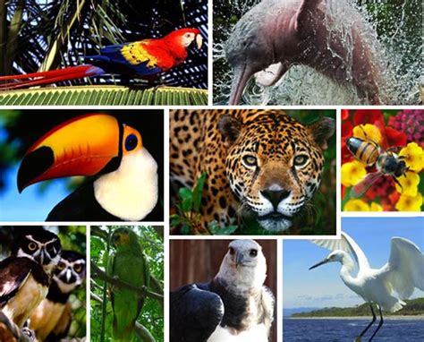 Blog Do Edu Ambiental Fauna