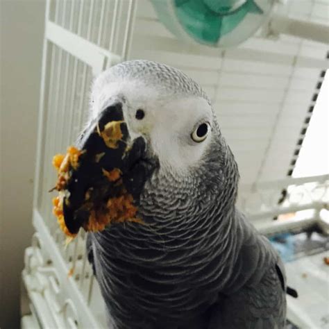 What To Feed African Grey Parrots An African Grey Parrot Diet Guide