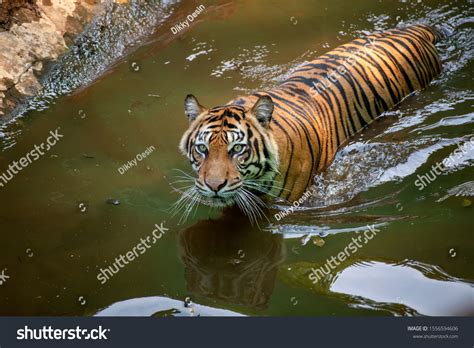 Sumatran Tiger Swimming River Close Photo Stock Photo 1556594606