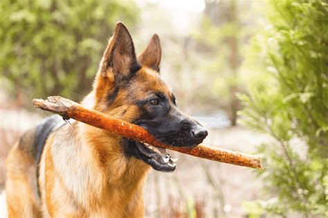 German Shepherd Dog Breed Information Complete Guide