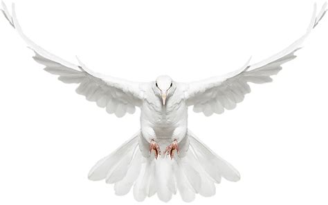 Transparent White Dove Png Clip Art Library