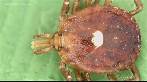 Tick New To Maine Causes Red Meat Allergy