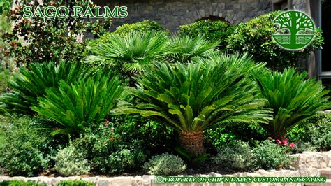Landscape design recipe for tropical edible garden style. Pin by Tammy Pearson on Front Landscaping Ideas | Front ...