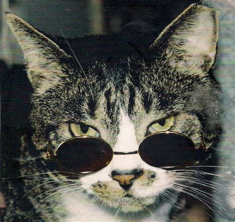 Cool Jazz Cat Hipster Kitty