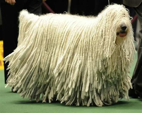 Komondor Dog Information Big Fluffy Dogs Fluffy Dogs