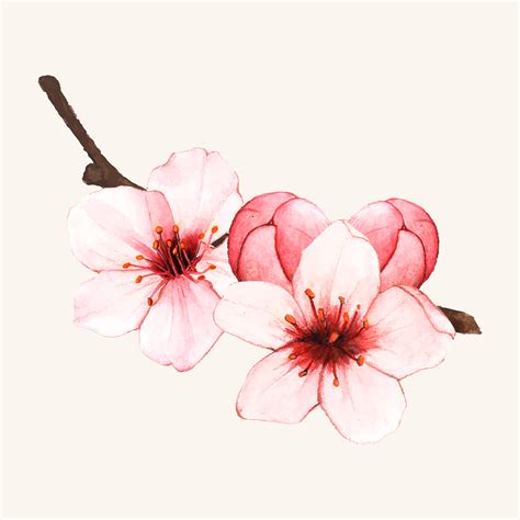 Hand Drawn Cherry Blossom Flower Isolated Download Free Vectors