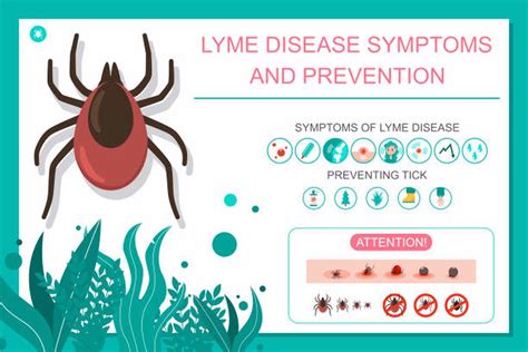 Lyme Disease Health Care Provider Information Programs Programs