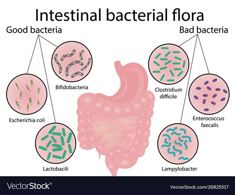 Intestinal Bacteria Flora Good And Bad Bacterias Vector Image 123952