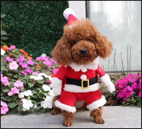 A labrador puppy for christmas seems like a magical gift. Here Are Some Photos Of Pets Wearing Christmas Outfits | Riot Fest