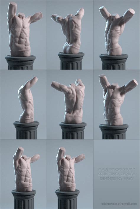 Digital Sculpting Studies 3d Model Male Torso Digital Sculpting