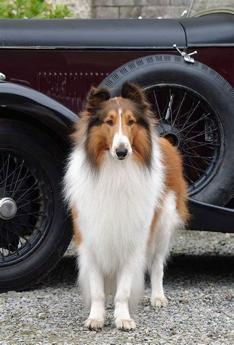 20 Facts About Lassie You Might Not Know
