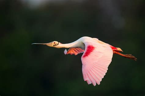A Roseate Spoonbill Flying With Its Bright Pink Wings Showing In The