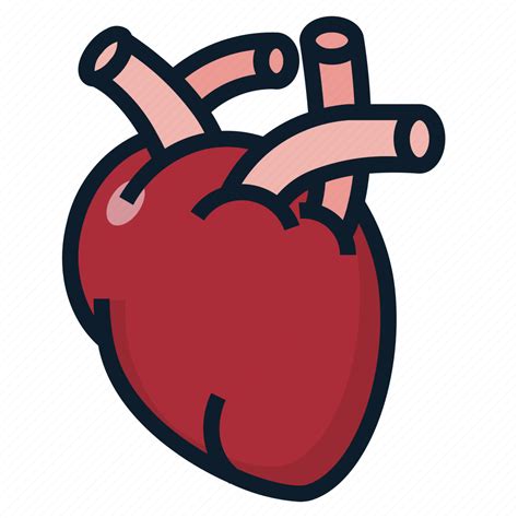 Anatomy Heart Organ Icon Download On Iconfinder