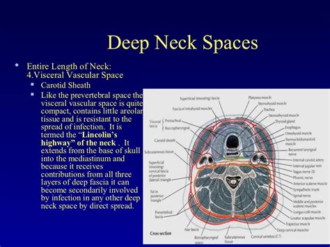 Neck Spaces Anatomy And Infections